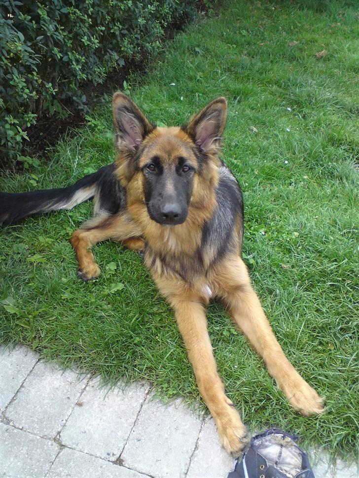 Schæferhund Normanners Opasia billede 5