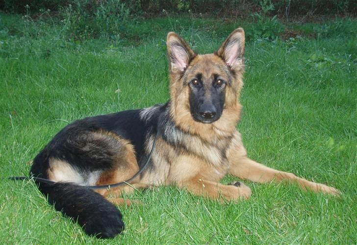 Schæferhund Normanners Opasia billede 7