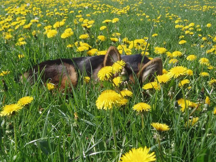 Schæferhund Normanners Opasia billede 9