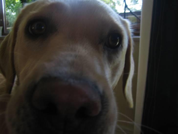 Labrador retriever Mille. - hallo?! hvad er det her??? billede 7