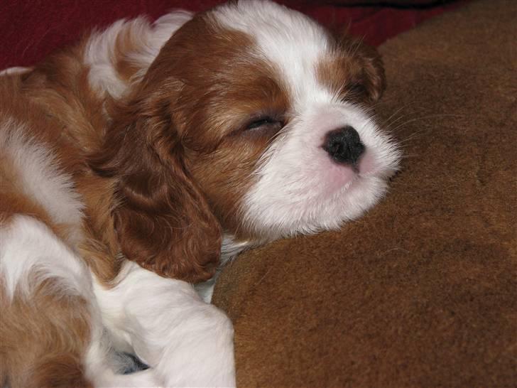 Cavalier king charles spaniel Clasic Star Citha RIP 30-7 2017 billede 1