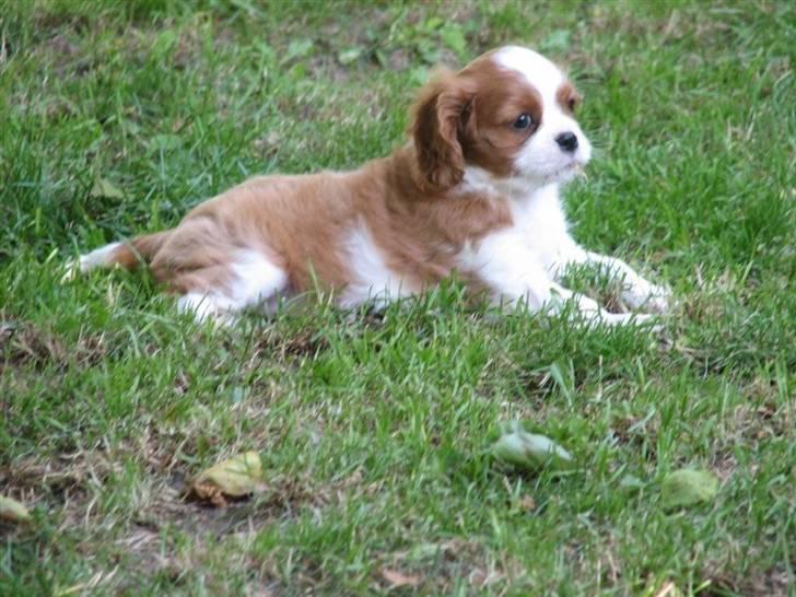 Cavalier king charles spaniel Clasic Star Citha RIP 30-7 2017 billede 2