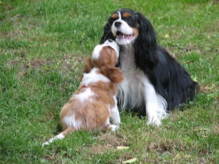 Cavalier king charles spaniel Clasic Star Citha RIP 30-7 2017 billede 3