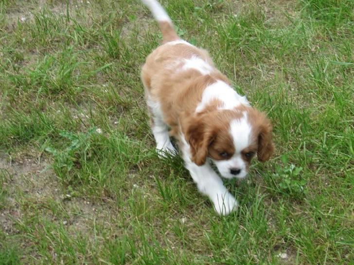 Cavalier king charles spaniel Clasic Star Citha RIP 30-7 2017 billede 4