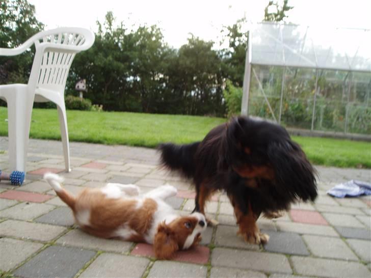 Cavalier king charles spaniel Clasic Star Citha RIP 30-7 2017 billede 5