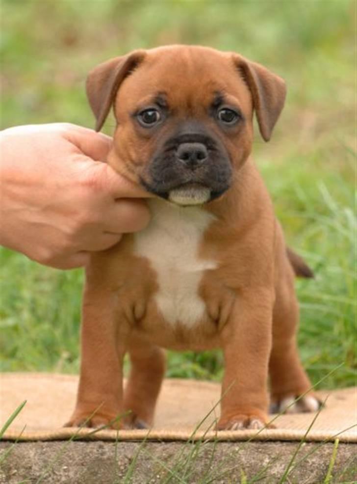 Staffordshire bull terrier Angelicstaff Cool Cash billede 3