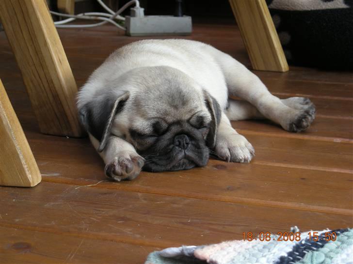 Mops Gustav billede 5