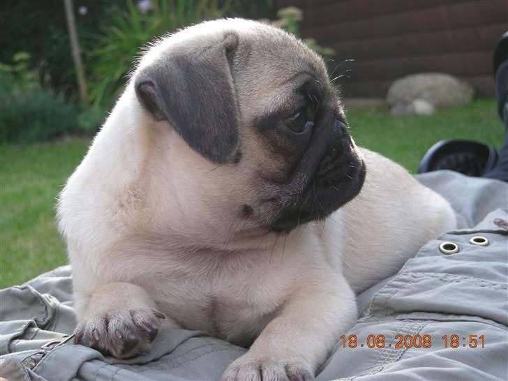 Mops Gustav billede 6