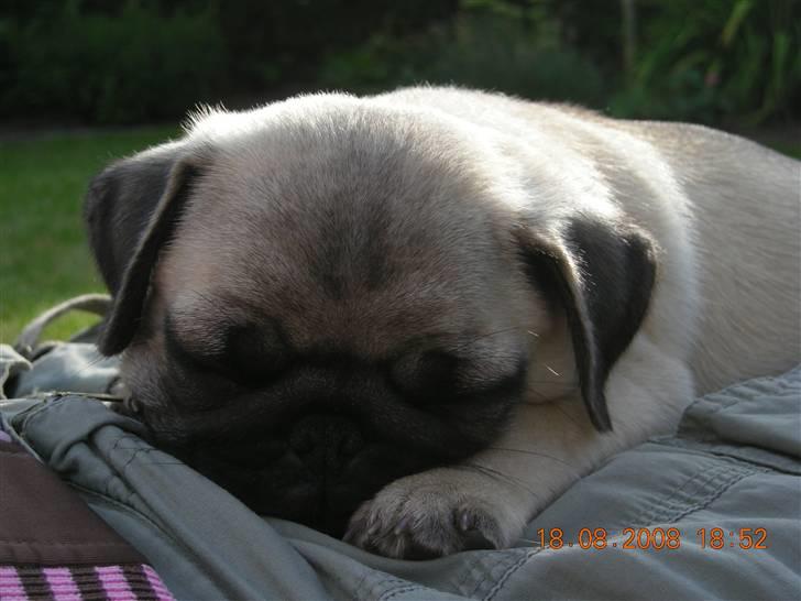 Mops Gustav billede 7