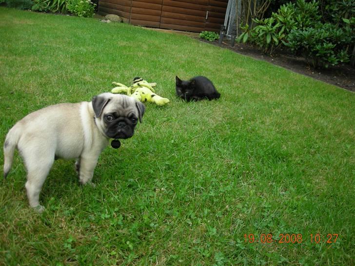 Mops Gustav billede 8