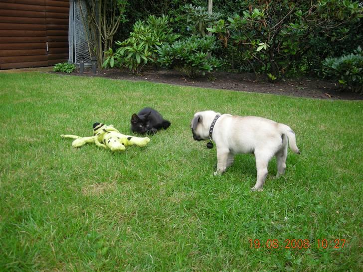 Mops Gustav billede 9