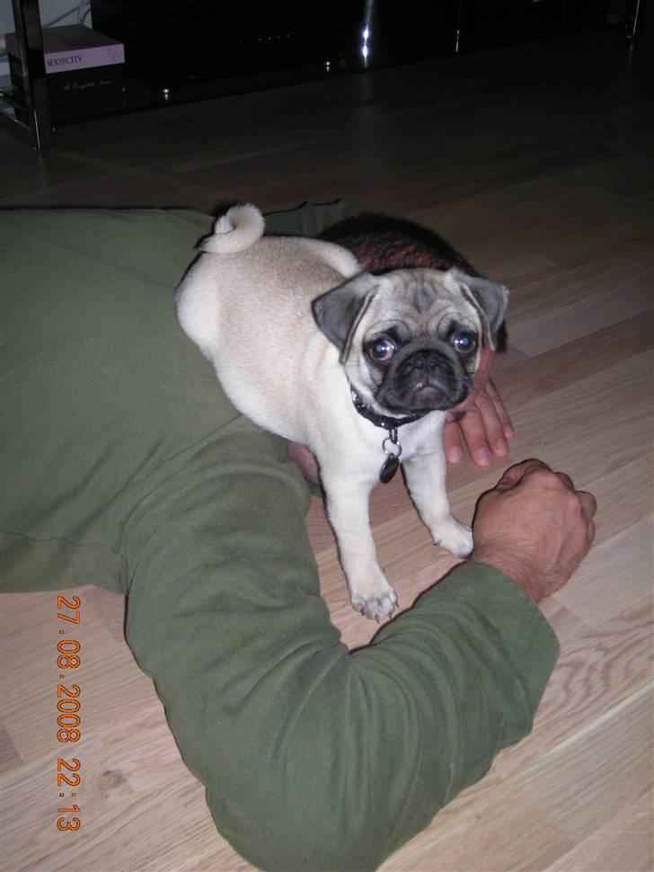 Mops Gustav billede 10