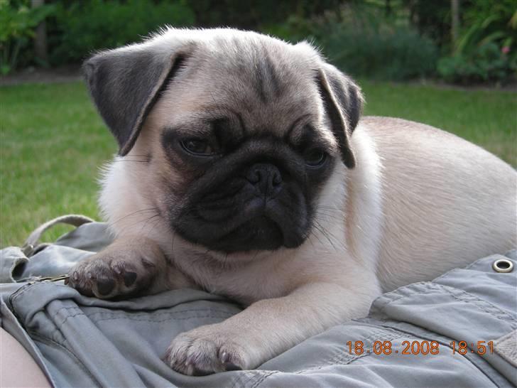 Mops Gustav billede 11