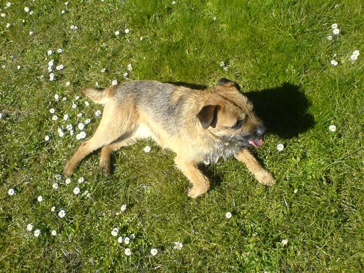 Border terrier Boss billede 17
