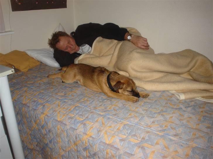 Border terrier Boss billede 18