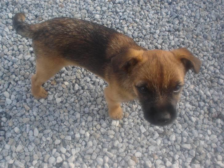 Border terrier Boss billede 19