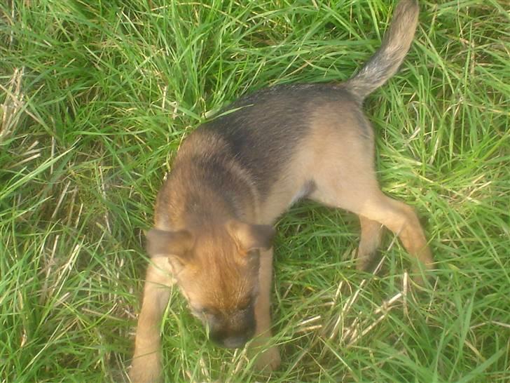 Border terrier Boss billede 20