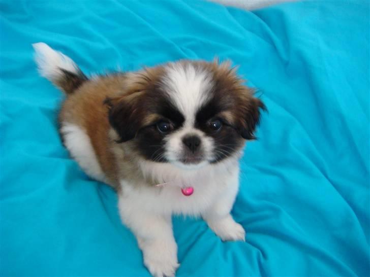 Pekingeser Sheila billede 2