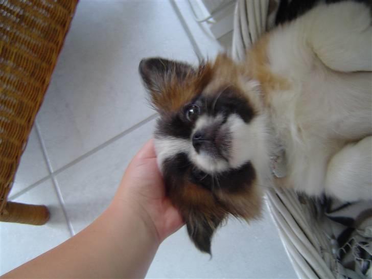 Pekingeser Sheila billede 3