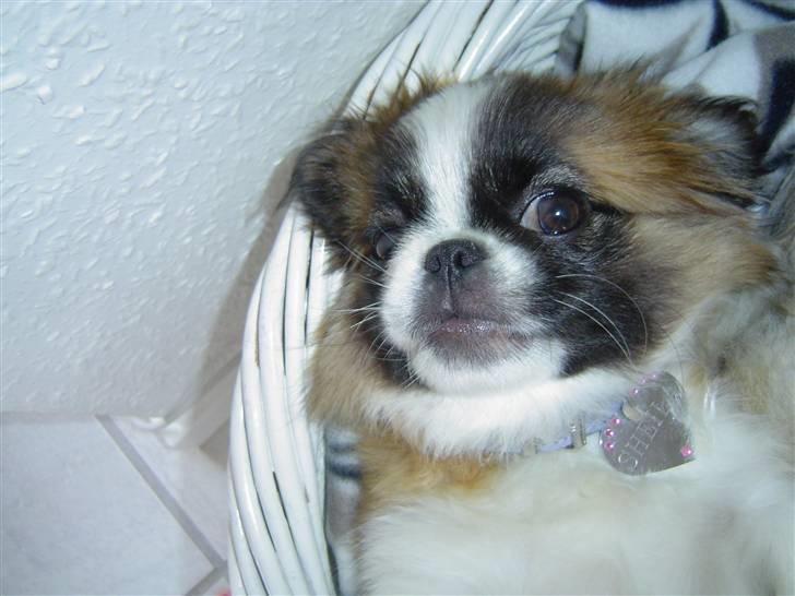 Pekingeser Sheila billede 7