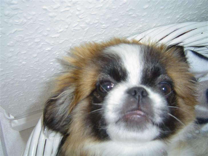 Pekingeser Sheila billede 8