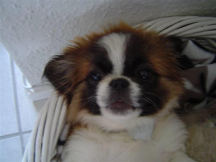 Pekingeser Sheila billede 9