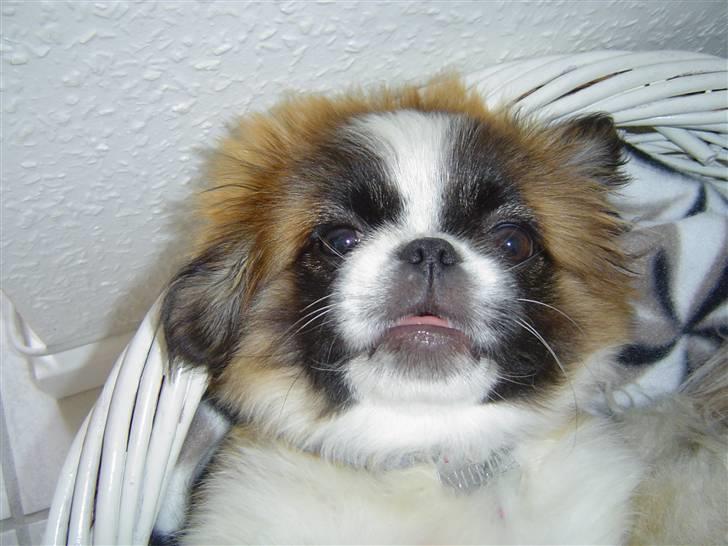 Pekingeser Sheila billede 10