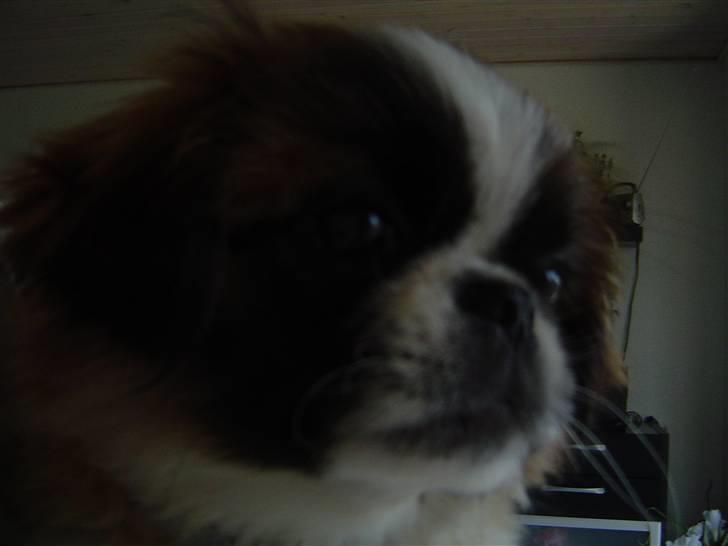 Pekingeser Sheila billede 12