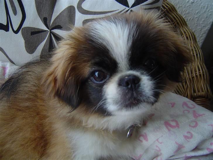 Pekingeser Sheila billede 13