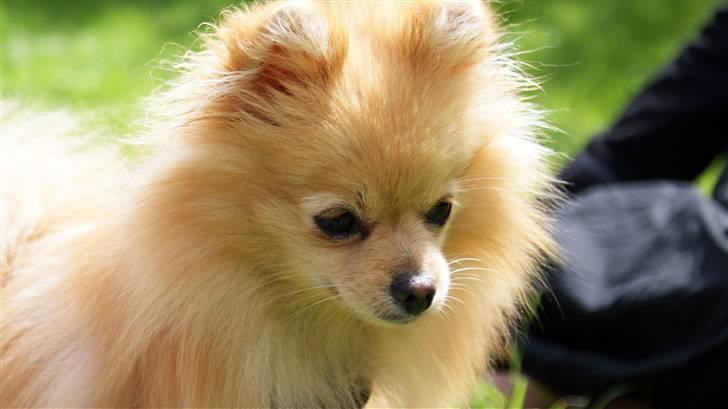 Pomeranian Pomzoo's Ice On Fire Amy - nyt nu med sommerpels :) billede 19