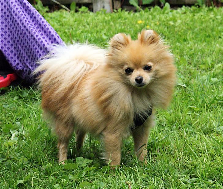 Pomeranian Pomzoo's Ice On Fire Amy - nyt nu med sommerpels :) billede 20