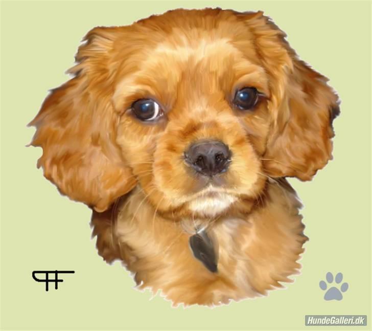 Cavalier king charles spaniel aZalia's Coco - Tegnet af Hans F herinde fra.. super flot ik.. billede 10