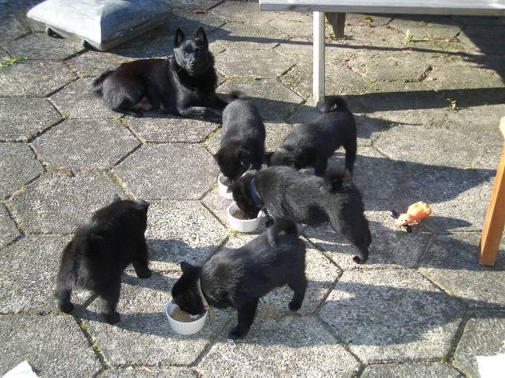 Schipperke Mischa  - Mischa ser til at alle hvalpe får mad. billede 1