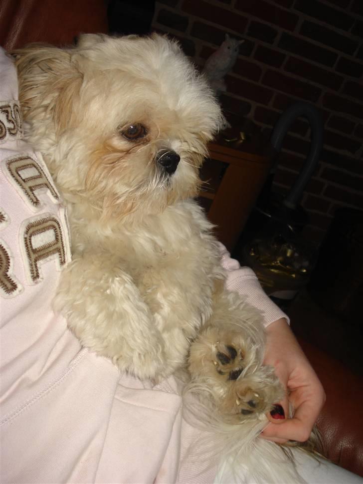Shih tzu Jason R.I.P. <3 billede 11