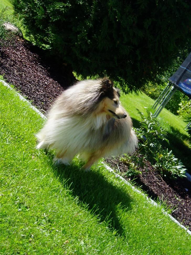 Shetland sheepdog Timian billede 1