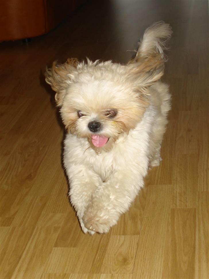 Shih tzu Jason R.I.P. <3 billede 12