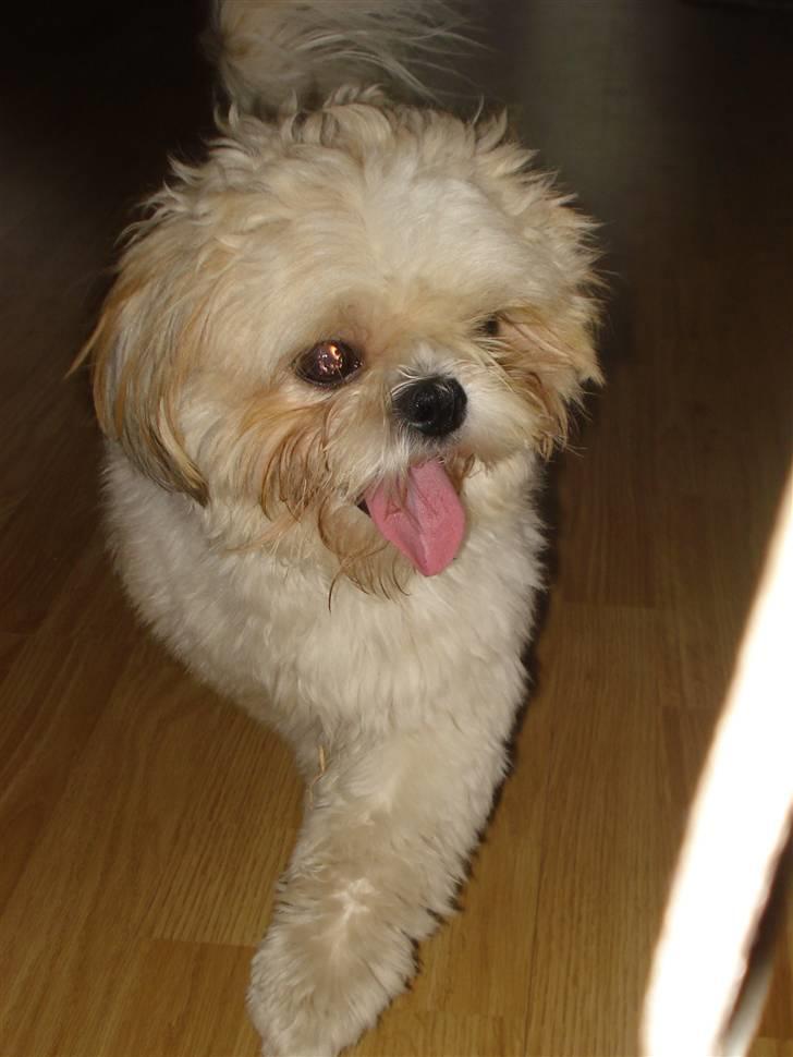 Shih tzu Jason R.I.P. <3 billede 13