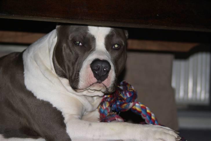 Amerikansk staffordshire terrier Odin alias Hr. Holm - Skrid med det kamera....Tak billede 5