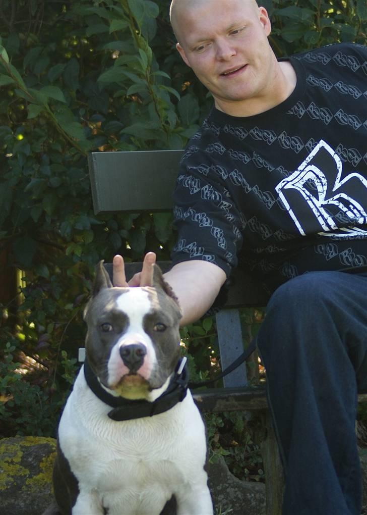 Amerikansk staffordshire terrier Odin alias Hr. Holm - Se mig..... Er jeg ikke flot?? billede 6