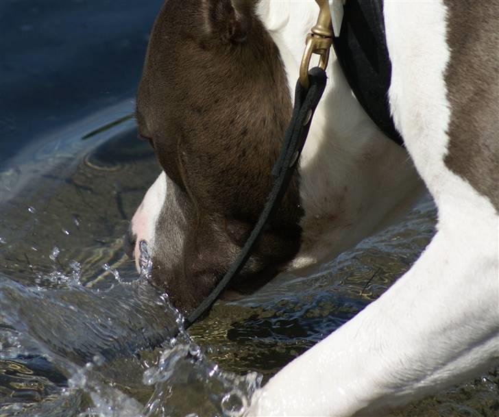 Amerikansk staffordshire terrier Odin alias Hr. Holm billede 7