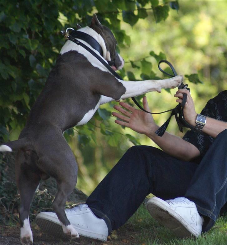 Amerikansk staffordshire terrier Odin alias Hr. Holm - Jeg er stærkest.... billede 8