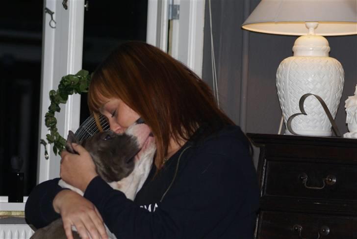 Amerikansk staffordshire terrier Odin alias Hr. Holm - Lækkert at putte billede 9