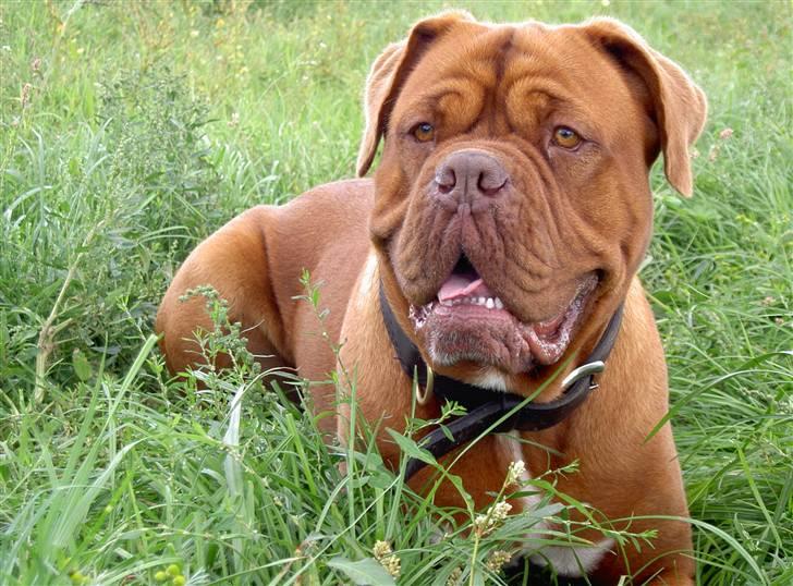 Dogue de bordeaux kaila  billede 12