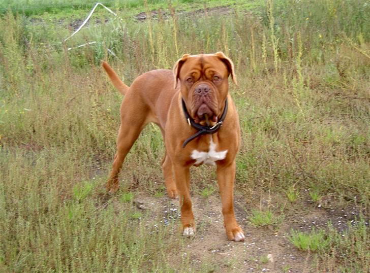 Dogue de bordeaux kaila  billede 13