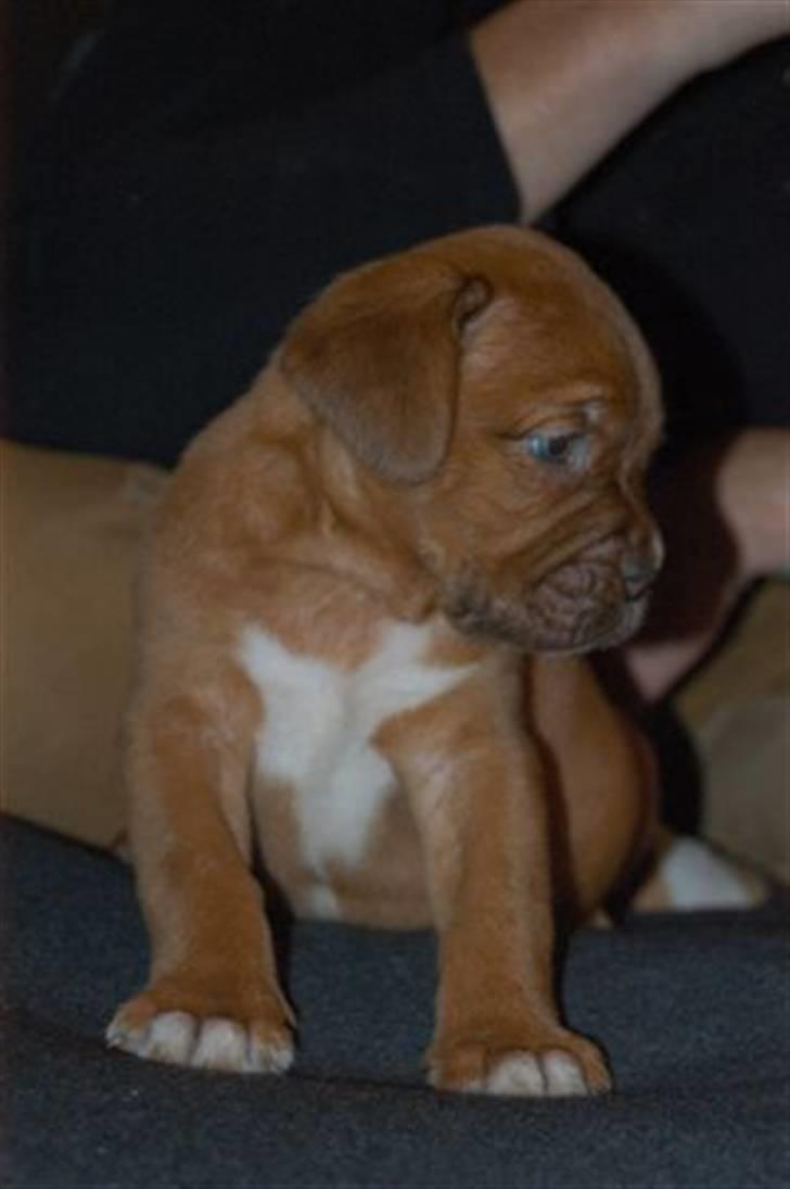 Dogue de bordeaux kaila  billede 14