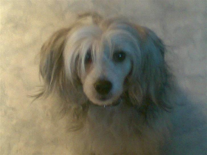 Chinese crested powder puff Mexi Nero Himmelhund billede 1