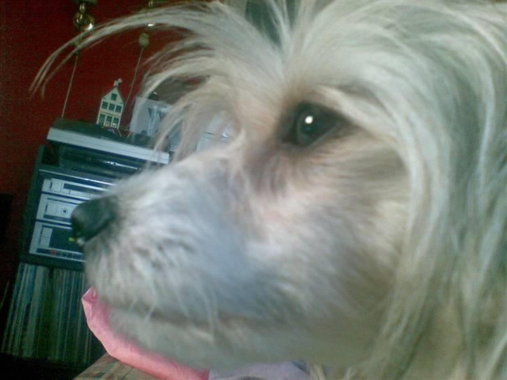 Chinese crested powder puff Mexi Nero Himmelhund billede 2