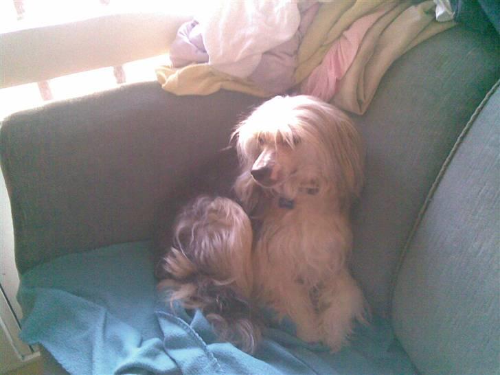 Chinese crested powder puff Mexi Nero Himmelhund billede 3