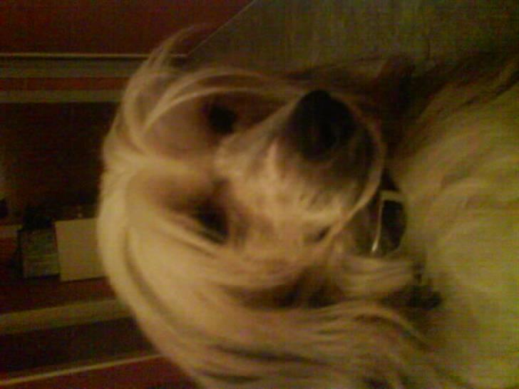 Chinese crested powder puff Mexi Nero Himmelhund billede 5