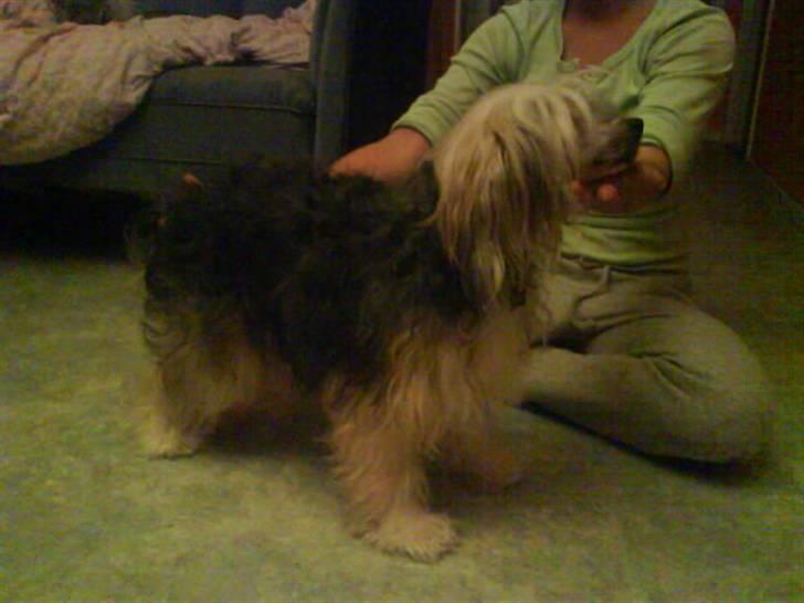 Chinese crested powder puff Mexi Nero Himmelhund billede 6